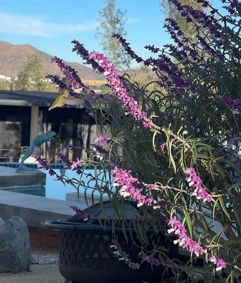 Finca Cazosa Valle de Guadalupe Esterno foto
